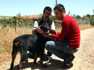 <font color=red>ANTALYA'DA ŞİDDET GÖREN KÖPEK SAHİBİNE TESLİM EDİLDİ</font>