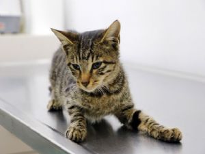 ANTALYA'DA KEDİ'YE TECAVÜZ ve YARALAMA 