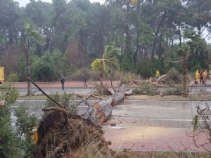 MANAVGAT'TA AĞAÇLAR KÖKÜNDEN SÖKÜLDÜ